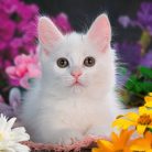 124581dedf5e8d18e6dc947f94c7e651.webp