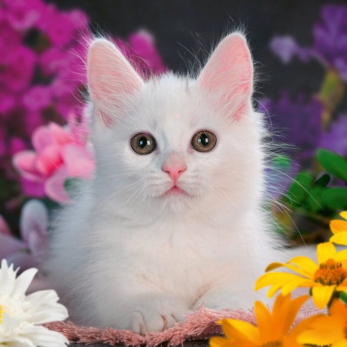 124581dedf5e8d18e6dc947f94c7e651.webp