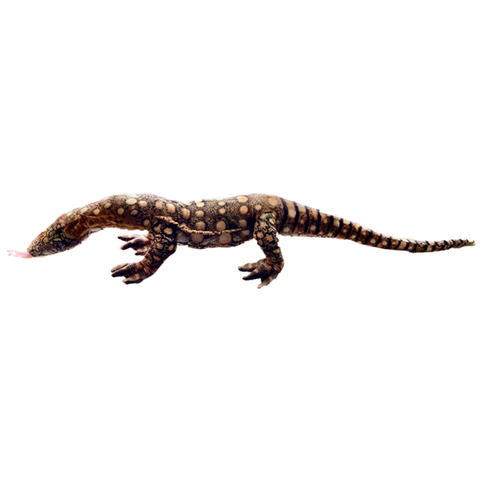 aa9f360254191bb0707551ebafc7bab8.png