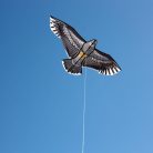 847a74aaecd0f3250ac685999d62b3e9.jpg